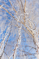 Obraz premium Frozen branches on a tree against a blue sky