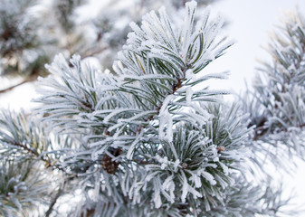 Frozen branches on a pine in the forest in winter
