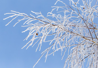 Frozen branches on a tree against a blue sky