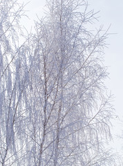 Fototapeta na wymiar Frozen branches on a tree in the forest in winter
