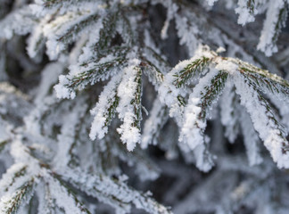 Frozen branches on a pine in the forest in winter