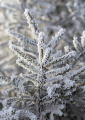 Frozen branches on a pine in the forest in winter