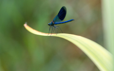 blaue Libelle im grünen