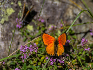 Colorfull butterfly in the green