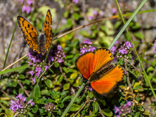 Colorfull butterfly in the green