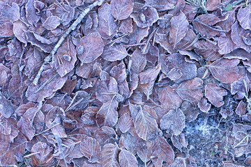 frozen leaves on the floor
