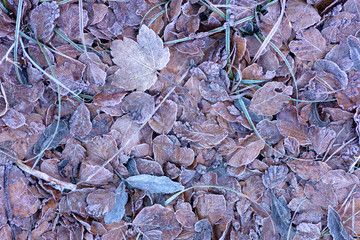 frozen leaves on the forest floor