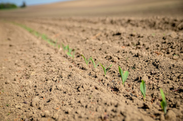 Young wheat sprouts on freshly plowed field.