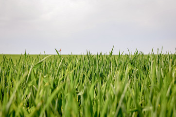 Obraz premium Close up of green grass wheat field in spring. Copy space.