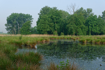 im Naturschutzgebiet Schwalm-Nette