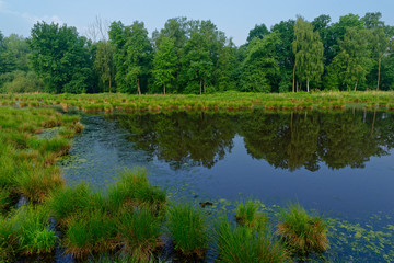 Fototapeta na wymiar im Naturschutzgebiet Schwalm-Nette