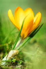Nahaufnahme der Blüte von einem Krokus, Goldkrokus wächst im Garten