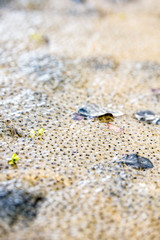 Froschlaich in einem Gewässer, Eier von einem Frosch