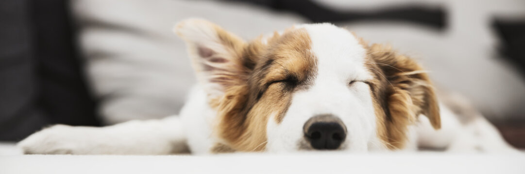 Header, s&uuml;&szlig;er kleiner Welpe beim Schlafen, Hundewelpe und Hund