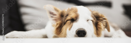"Header, süßer kleiner Welpe beim Schlafen, Hundewelpe und Hund