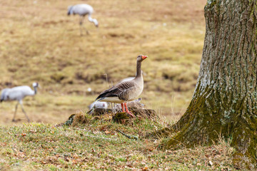 Greylag Goose at a tree trunk in a meadow