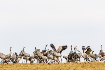 Dancing Cranes on a field in spring