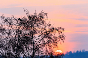 Naklejka na ściany i meble Flock of jackdaws sitting in a tree at sunrise