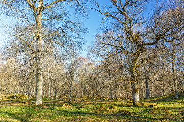 Naklejka premium Oak tree in a beautiful spring landscape