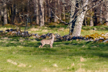 Roe Deer on a meadow by the woodland in spring