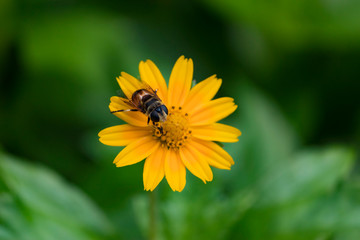 bee on yellow flower