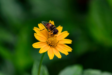 bee on flower