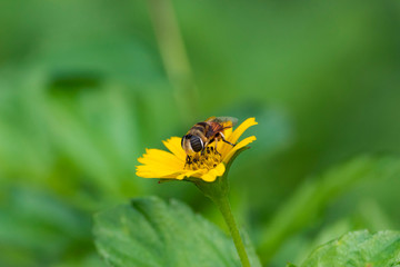 honey bee on wild flower