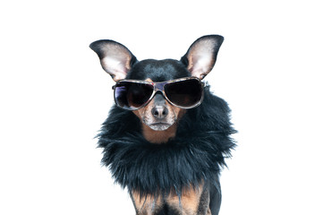 Stylish, chic dog  isolated , diva in a fur coat and glasses . Fashion and shopping concept