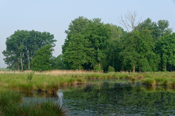 Fototapeta na wymiar im Naturschutzgebiet Schwalm-Nette