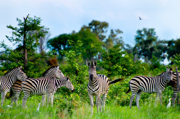 Fototapeta na wymiar Zebras - Okavango Delta - Botswana