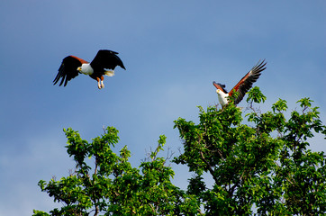 African Fish Eagles - Chobe National Park - Botswana