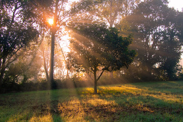 Sun rising rays through the trees in fog and mist morning