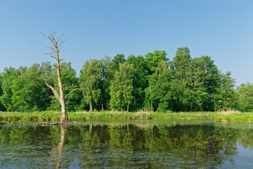 Obraz premium abgestorbener Baum im See