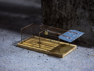 Dellicious french croissants in a window, closeup