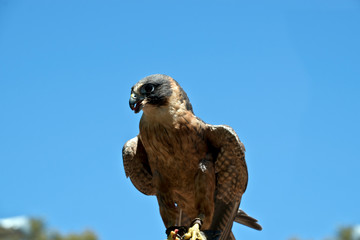 Australian Hobby Falcon