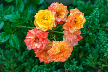 Yellow roses bunch on rosebush, in circle shape
