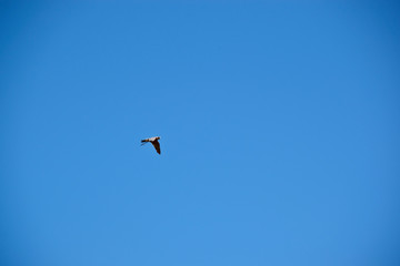 Australian Hobby Falcon