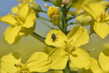 Charançon des siliques sur colza