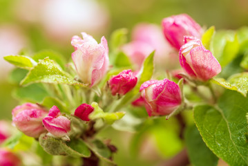 Apple tree flower