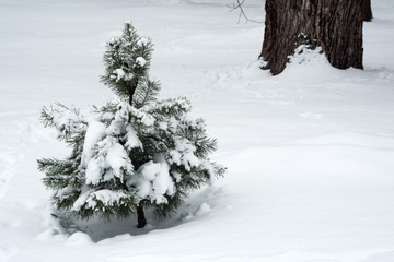   Little young pine tree covered in snow on the background of an old tree on a cloudy winter day