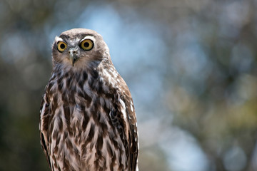 a barking owl