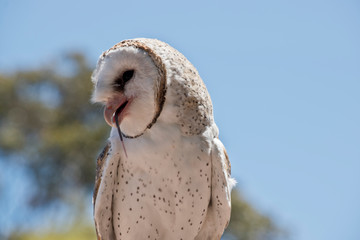 a barn owl