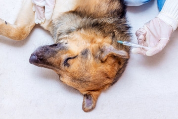 Sick dog during treatment. Injection for a sick dog_