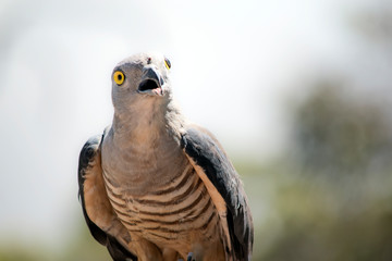 Pacific Baza