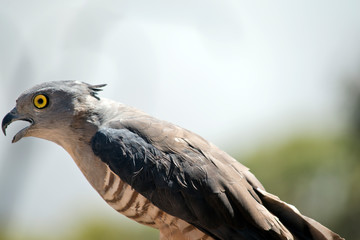 Pacific Baza