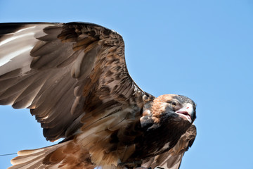 Black breasted buzzard