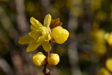 Fototapeta premium 蝋梅～Wintersweet