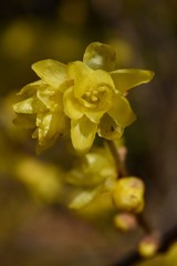 蝋梅～Wintersweet