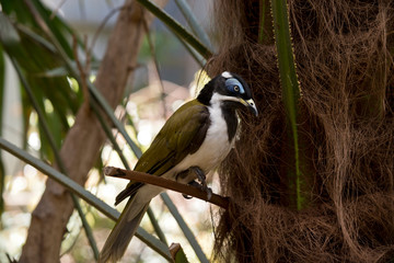 blue faced honeyeater or banana bird