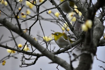 Obraz premium 春よりの使者～メジロ Japanese white eye